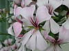 Bloem van een oleander