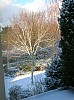 Winterse boom gefotografeerd vanuit mijn kamer